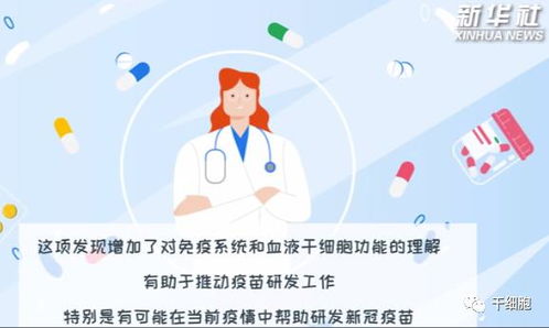 移植特定血液干细胞增强免疫功能 干细胞与免疫细胞储存的未来